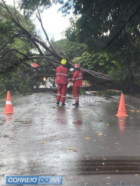 Vendaval derruba árvores e ruas ficam interditadas em Palotina