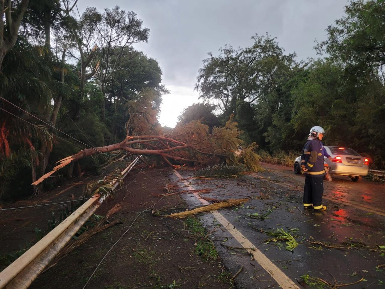 Vendaval derruba árvores e bloqueia parcialmente rodovia em Santa Helena