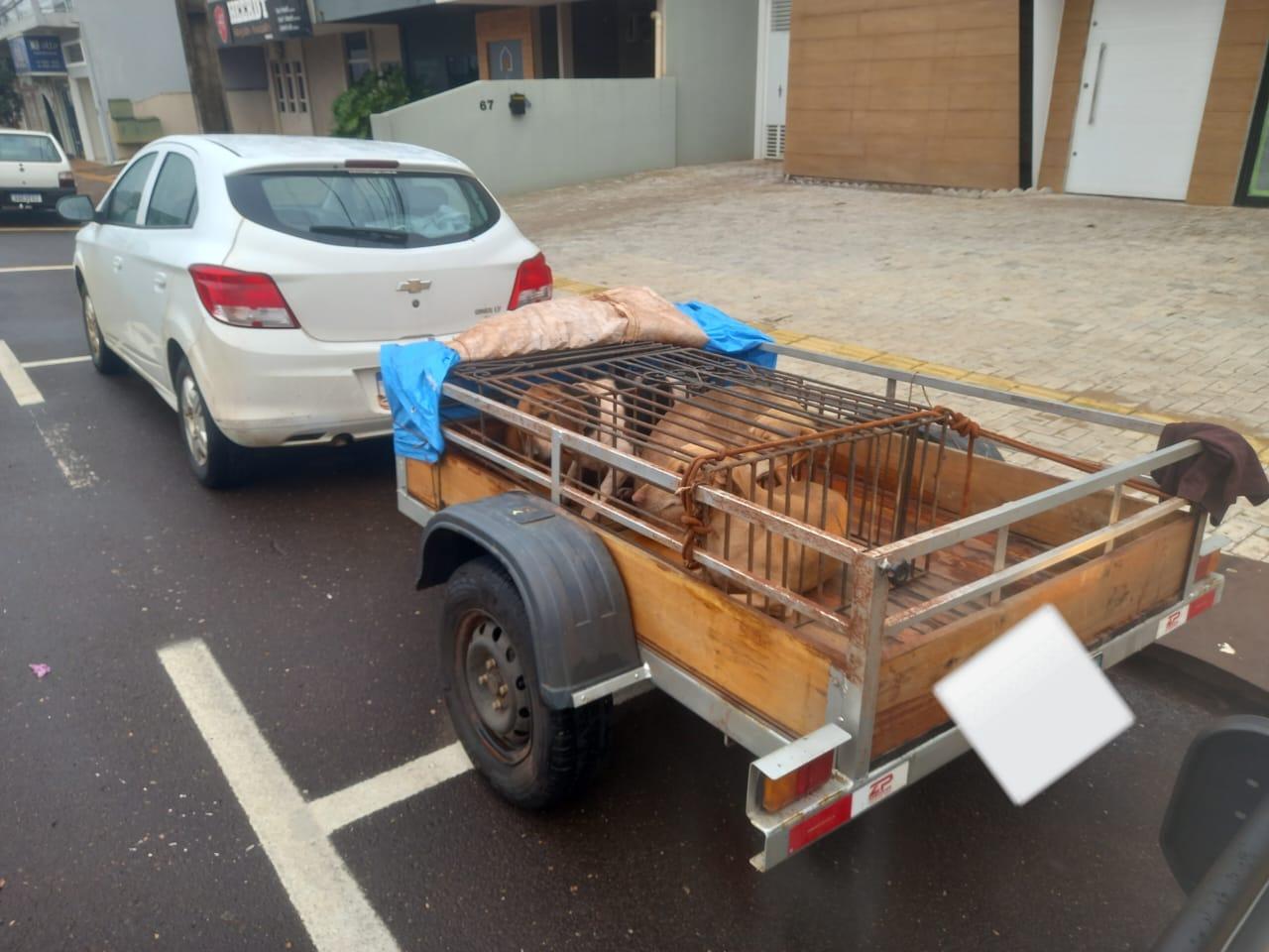 Cães transportados de Santa Catarina em reboque fechado são resgatados em Toledo