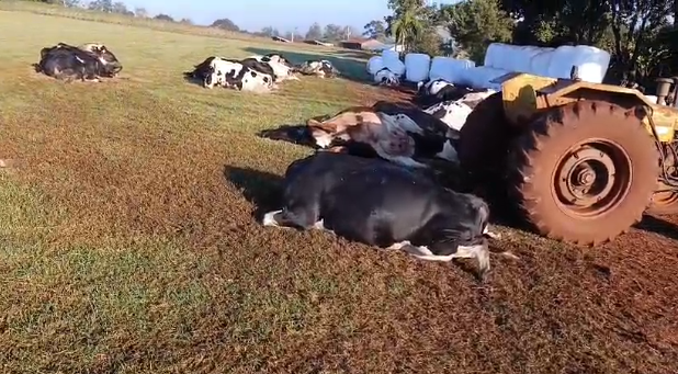 Descarga elétrica mata mais de 30 vacas em propriedade rural de Iguiporã