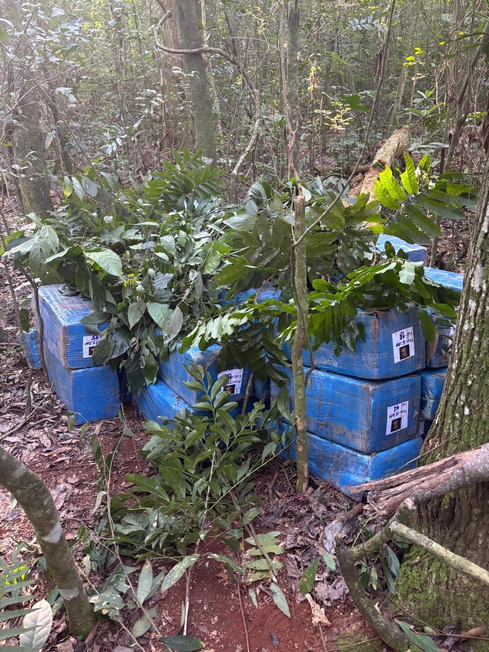 Forças policias apreendem mais de 720kg de droga em Santa Helena
