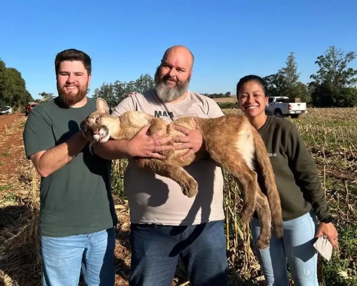 Onça parda é resgatada em Toledo e devolvida à fauna em segurança