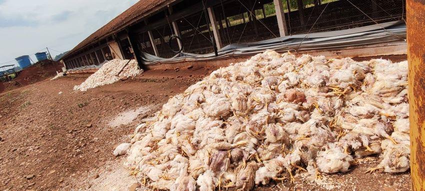 Falta de energia causa morte de 8 mil frangos no interior do Paraná