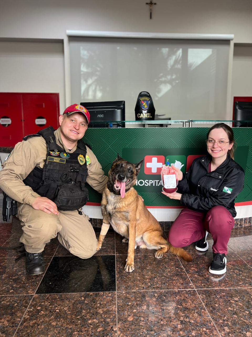 K9 Átila, do BPRv, doa sangue e ajuda a salvar cachorrinha atropelada