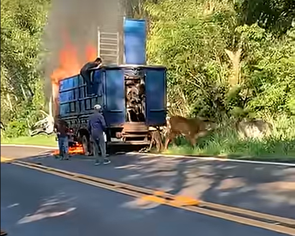 Caminhão boiadeiro pega fogo na PR-317, entre Luz Marina e Ouro Verde do Oeste