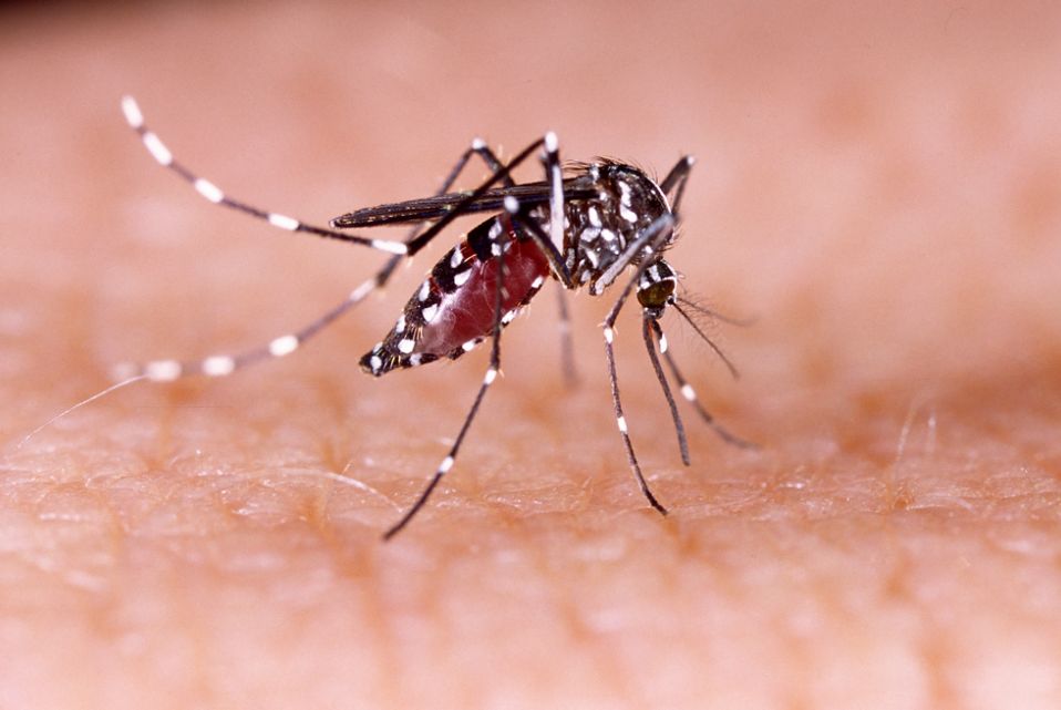 Município de Pato Bragado realiza Arrastão da Dengue entre 20 e 28 de novembro