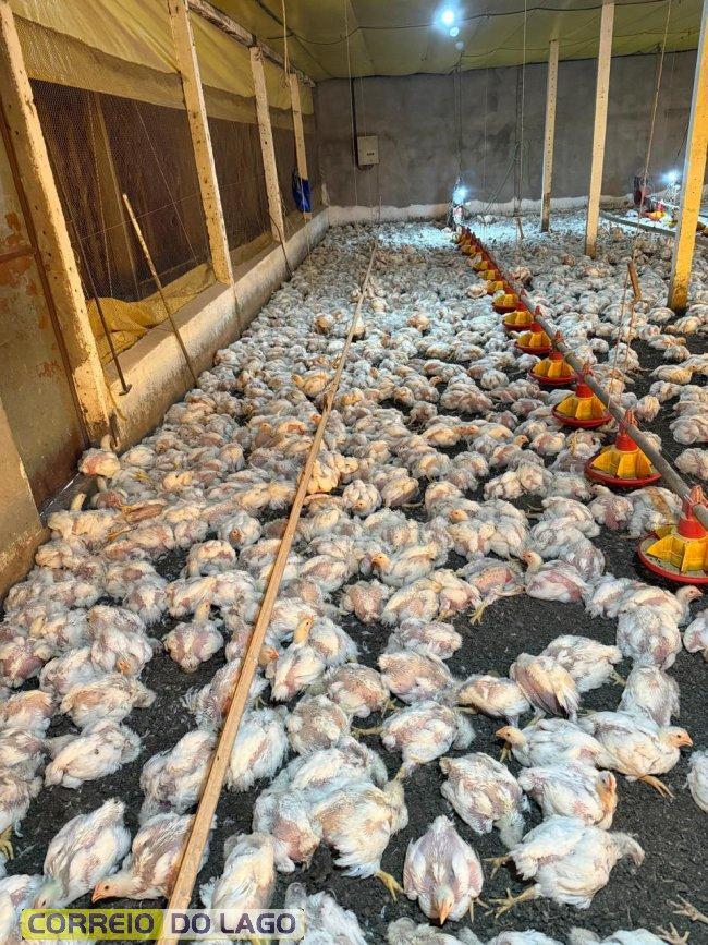 Produtores enfrentam prejuízo após longas quedas de energia na área rural da região