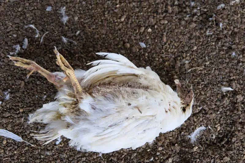 Galinhas são encontradas mortas após ataque de cães em propriedade rural de Porto Mendes