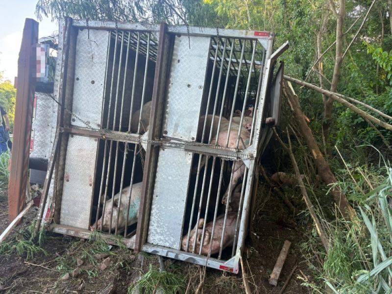 Carreta com carga de porcos tomba na Serrinha da BR-163, entre Mercedes e Guaíra