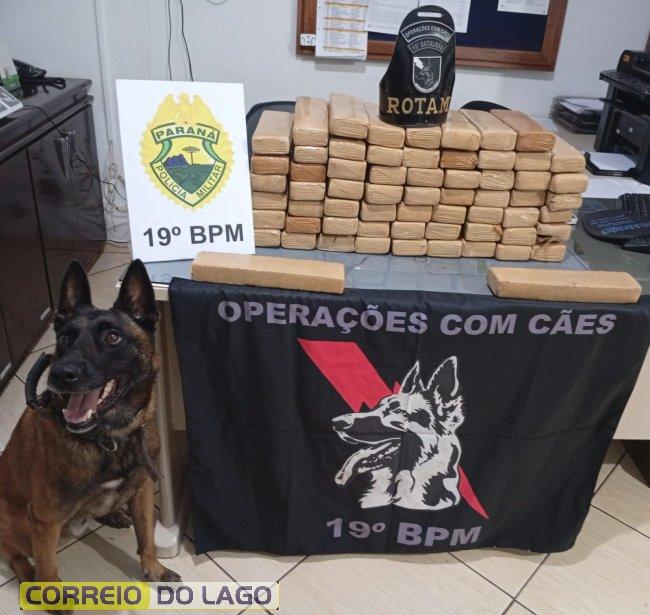 ROTAM e K-9 Zeus desmantelam ponto do tráfico e apreendem 47 quilos de maconha em Entre Rios do Oeste